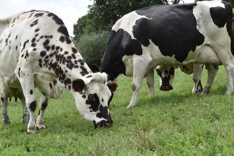 L'effectif de vaches laitières a chuté de 3,9 % en 2017 | Lait de Normandie... et d'ailleurs | Scoop.it