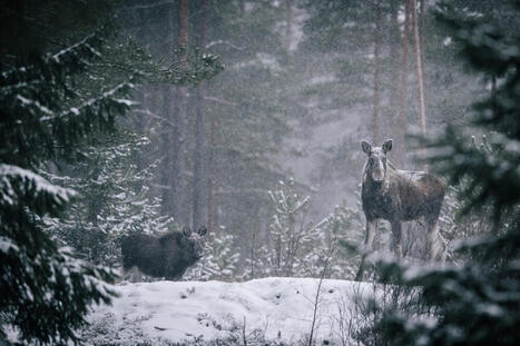 J&auml;lke&auml;k&auml;&auml;n ei n&auml;y &ndash; miss&auml; el&auml;imet ovat? | 1Uutiset - Lukemisen t&auml;hden | Scoop.it