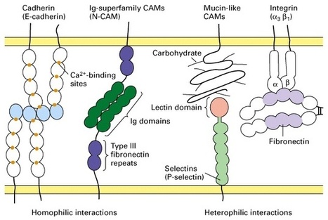 Signal transduction and adhesion molecules - Course materials WKU - Claire Rinehart | Immunology for University Students | Scoop.it