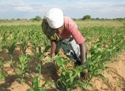 Africa roots for agriculture in global climate change talks | Climate Change & DRR in East Africa | Scoop.it