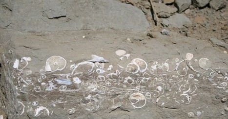 Extinction Event: Evidence of Supernova Blast Found in Fossils | Aux origines | Scoop.it