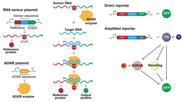 Establishing an RNA sensor with high sensitivit...