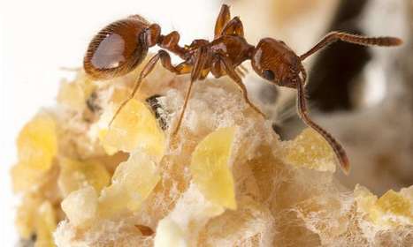 &Ccedil;a vaut bien le sacrifice de quelques nourrissons | EntomoNews | Scoop.it