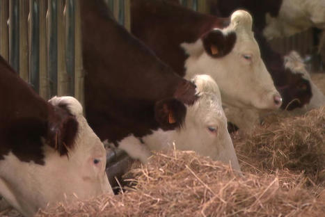 Brucellose : après l’abattage de 200 vaches en Haute-Savoie, ils veulent faire évoluer la réglementation | Actualité Bétail | Scoop.it