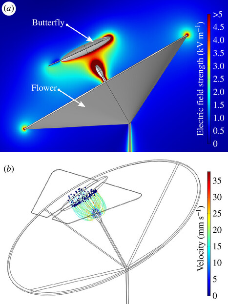 Le rôle de l’électricité dans la pollinisation | EntomoNews | Scoop.it