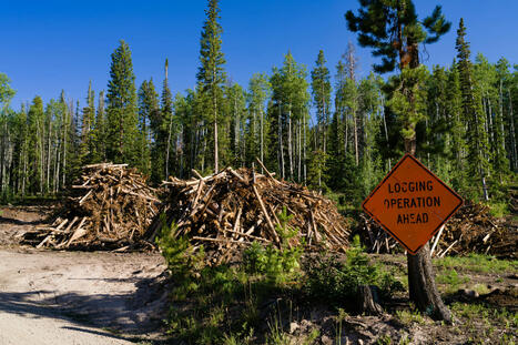 The 'Fix Our Forests Act' is no fix | by Tobi Tyler | NevadaCurrent.com | @The Convergence of ICT, the Environment, Climate Change, EV and HEV Transportation & Distributed Renewable Energy | Scoop.it