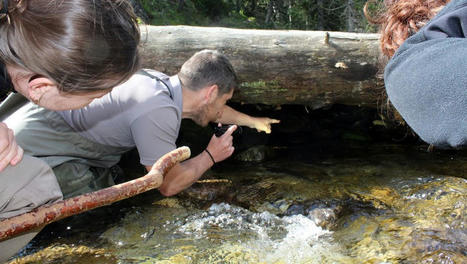 Un nouveau plan d'action pour localiser et sauver le desman, esp&egrave;ce embl&eacute;matique mais m&eacute;connue des Pyr&eacute;n&eacute;es | Vall&eacute;es d'Aure & Louron - Pyr&eacute;n&eacute;es | Scoop.it