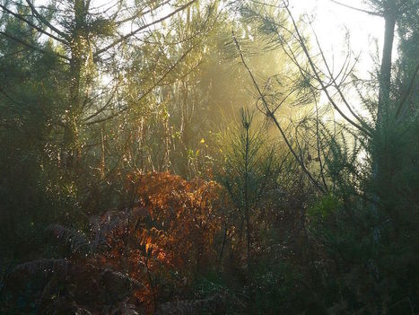 Nouveau et nuisible&nbsp;: le gouvernement surtaxe la nature (Guillaume Sainteny s'exprime sur les disposition du projet de loi de finances 2018) | architecture, urbanisme, environnement, paysage, &eacute;nergie, territoires... : le fil d'actu de la FNCAUE | Scoop.it