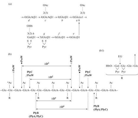 The Effect of Mutations in Glycanase Genes on the Formation of Exo-oligosacharides in Nodule Bacteria Rhizobium leguminosarum bv. viciae VF39&nbsp; | Plant-Microbe Symbiosis | Scoop.it