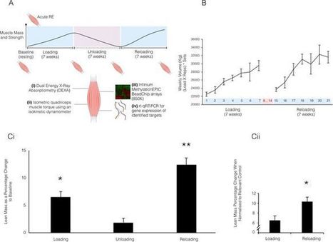 Human Skeletal Muscle Possesses an Epigenetic Memory of Hypertrophy | Physical and Mental Health - Exercise, Fitness and Activity | Scoop.it