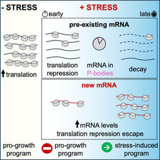 Timing of transcription controls the selective translation of newly synthesized mRNAs during acute environmental stress | mcell | RMH | Scoop.it