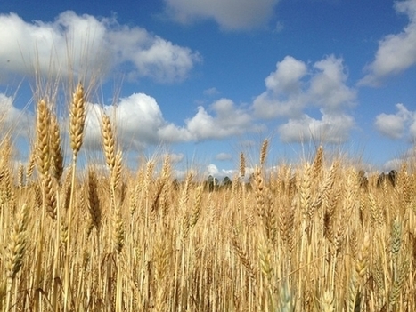 Global Food Supply May Not Meet Future Demand | Food & Nutrition Security in East Africa | Scoop.it