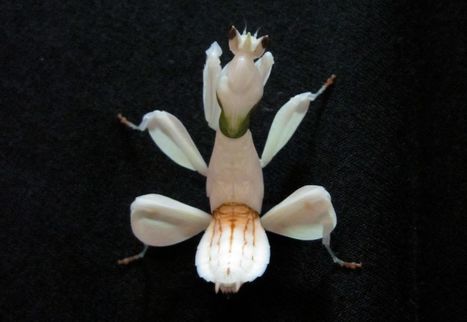 La mante-orchidée, redoutable piège ambulant pour pollinisateurs | EntomoNews | Scoop.it