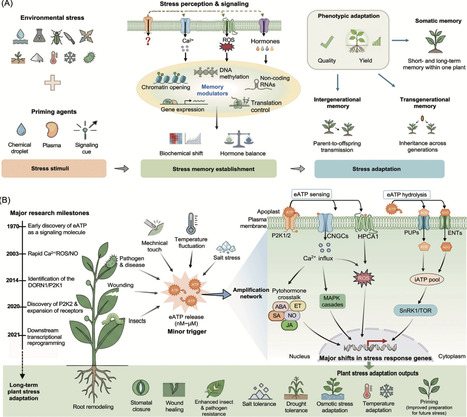 extracellular ATP: an emerging primer for plant stress memory | tin | RMH | Scoop.it