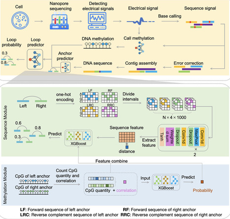 NanoLoop: A Deep Learning Framework Leveraging Nanopore Sequencing for Chromatin Loop Prediction | advS | RMH | Scoop.it
