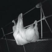 Arboreal mammal use of canopy walkway bridges in an Amazonian forest with continuous canopy cover | RAINFOREST EXPLORER | Scoop.it