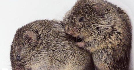 Prairie Voles Show Empathy Just Like Humans | Empathy and Animals | Scoop.it