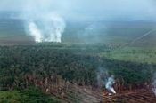 Succès - Jugement historique contre une société d'huile de palme en Indonésie - Sauvons la Forêt | Ces infos qui nous font du bien | Scoop.it