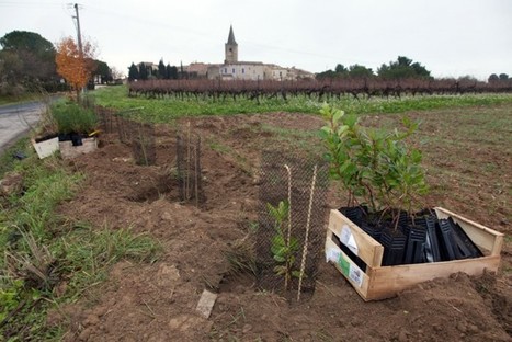 IGP Côtes de Thongue (34) : les vignerons ont mis en place un projet ambitieux pour l’environnement sur leur territoire | Biodiversité | Scoop.it