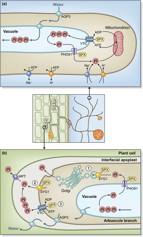 How do arbuscular mycorrhizal fungi handle phosphate? New insight into fine‐tuning of phosphate metabolism | RMH | Scoop.it