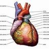 Voeding en het effect op hart en bloedvaten