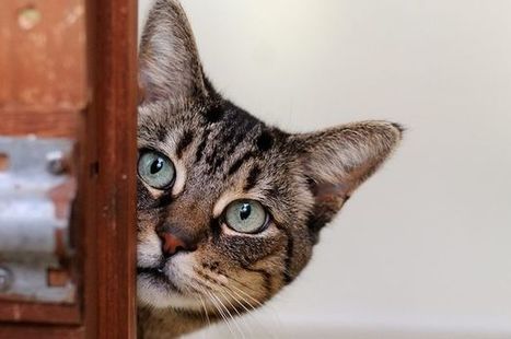 PETA sends schools humane-education kits after cat attacks: Instilling empathy in children  | Empathy and Animals | Scoop.it