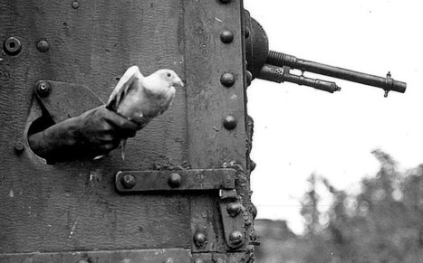Honoured: the WW1 pigeons who earned their wings - Telegraph | Autour du Centenaire 14-18 | Scoop.it