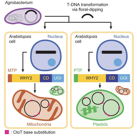 Chloroplast- and mitochondrion-specific random C-to-T mutagenesis for forward genetics of organelle genomes | tpj | RMH | Scoop.it
