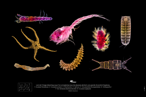 Plong&eacute;e au c&oelig;ur de la biodiversit&eacute; invisible des oc&eacute;ans profonds gr&acirc;ce &agrave; l&rsquo;ADN environnemental | Life Sciences Universit&eacute; Paris-Saclay | Scoop.it