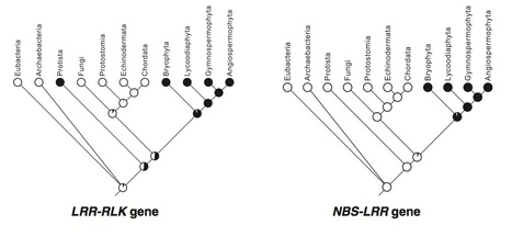 New Phytologist: Tracing the origin and evolutionary history of plant nucleotide-binding site–leucine-rich repeat (NBS-LRR) genes (2011) | Plants and Microbes | Scoop.it