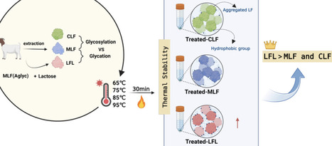 Effects of Glycosylation and Glycation on the Structure and Thermal Stability of Caprine Lactoferrin | acs | RMH | Scoop.it