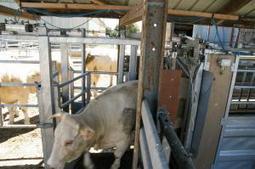 L'APCA annonce un surcoût modeste pour l'identification électronique | Elevage et numérique | Scoop.it