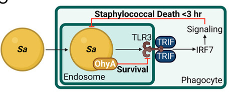 A bacterial fatty acid enzyme hijacks nucleic acid&ndash;sensing Toll-like receptor signaling | pnas | RMH | Scoop.it