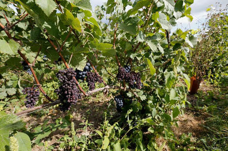 Agroécologie : l’engagement des viticulteurs continue, et leurs pratiques s’adaptent | Questions de développement ... | Scoop.it