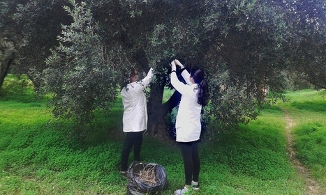 Les résidus de l'oléiculture transformés en biocarburant par des chercheurs tunisiens | ITERG Environnement et Eco-industries | Scoop.it