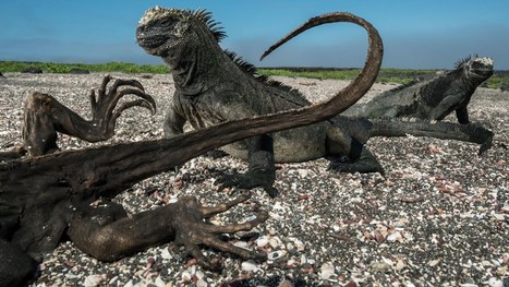 A Warming Planet Jolts the Iconic Creatures of the Galápagos | Galapagos | Scoop.it