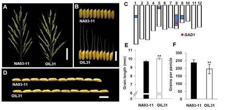 GAD1 Encodes a Secreted Peptide That Regulates Grain Number, Grain Length and Awn Development in Rice Domestication | The Plant Cell | Scoop.it