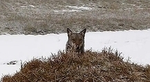 Bidonnage dans le JT de France 2 : les loups venaient de YouTube | Pastoralisme Ours Loups Lynx | Scoop.it