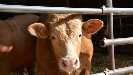 La production de viande bovine baisserait de 1 % en 2021 | Actualité Bétail | Scoop.it