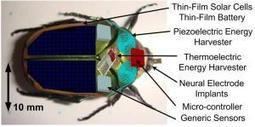 Insect cyborgs may become first responders: Search and monitor hazardous places | Science News | Scoop.it