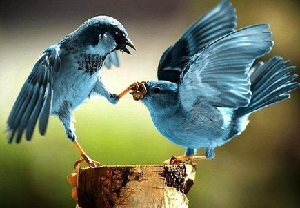 Twitter CEO wish list -- curation tools, tweet downloads, Tom Brady? | Curation, Veille et Outils | Scoop.it
