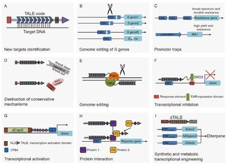 The genetic arms race between plant and Xanthomonas : lessons learned from TALE biology - Science China Life Sci | TAL effector science | Scoop.it