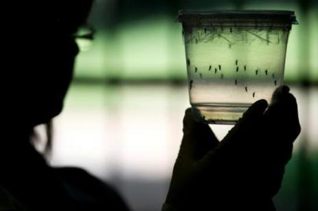 Etats-Unis : feu vert de principe pour lâcher des moustiques OGM contre le Zika | EntomoNews | Scoop.it