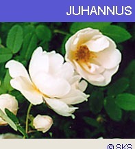 Juhannus | 1Uutiset - Lukemisen tähden | Scoop.it