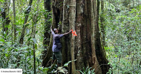 Un colossal millénaire fascine les chercheurs au cœur de la forêt tanzanienne | Biodiversité - @ZEHUB on Twitter | Scoop.it