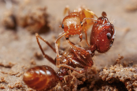 Focus sur les fourmis esclavagistes de la côte Est des États-Unis | Insect Archive | Scoop.it