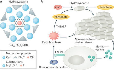 Skeletal and extraskeletal disorders of biomineralization | Nature Reviews Endocrinology | Rheumatology-Rhumatologie | Scoop.it
