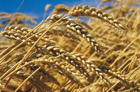 farmlandgrab.org | AXA, BNP, Crédit Agricole, Société Générale : comment faire (aussi) du fric avec le blé…. | Chronique des Droits de l'Homme | Scoop.it