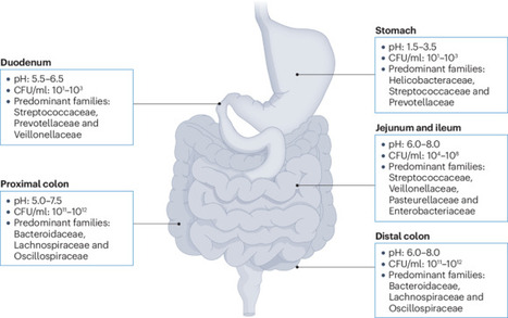 Intestinal pH: a major driver of human gut micr...
