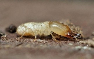 Le diagnostic sur les termites évolue | Immobilier | Scoop.it